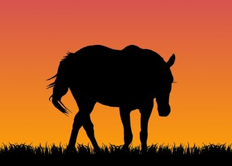 Fototapeta na wymiar horse on pasture at sunset