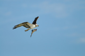 Osprey