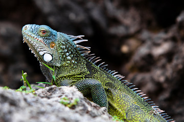 Iguana (Lizard)