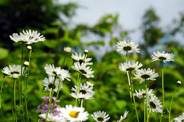 Frühling Bumenwiese
