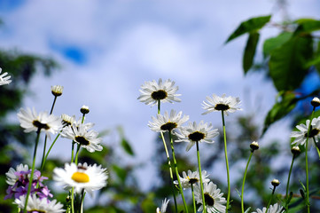 Frühling Bumenwiese