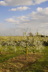Fototapeta na wymiar blossom apple orchards vale of evesham worcestershire