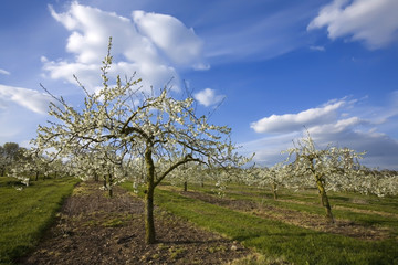 blossom apple orchards vale of evesham worcestershire