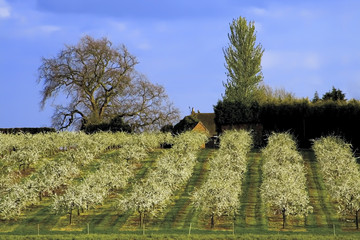 blossom apple orchards vale of evesham worcestershire