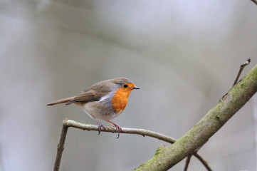 rouge gorge Erithacus rubecula rouge-gorge rougegorge