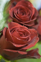 Red Roses