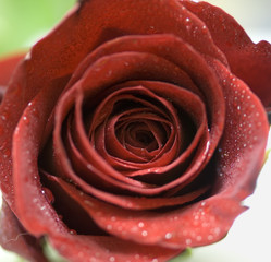 Red Rose