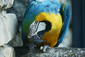 pappagallo blu 2