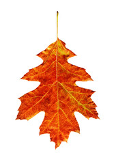 bright leaf