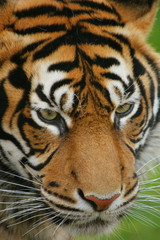 Sumatran Tiger