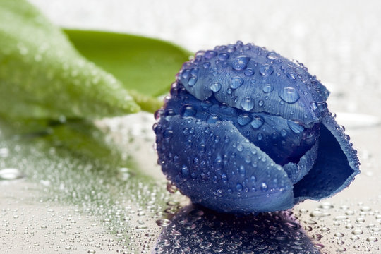 Fototapeta blue tulip with water drops