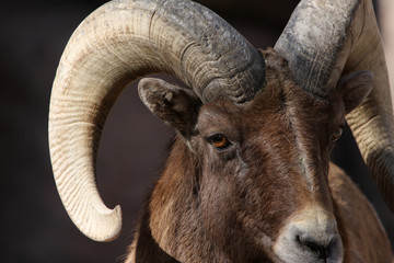close up rocky mountain bighorn sheep