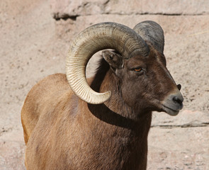 Rocky Mountain Bighorn