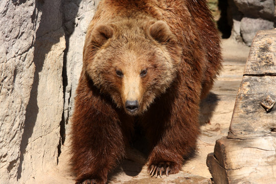 Grizzly Bear With Large Claws