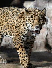 Fototapeta na wymiar Jaguar w niewoli