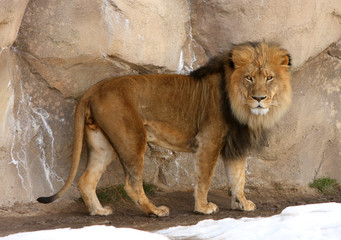 Male Lion looking at camera