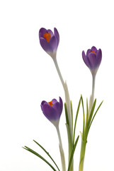 Purple Crocus Flowers isolated on white background