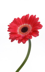 Pink gerber daisy isolated on white background