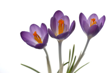 Purple Crocus Flowers isolated on white background