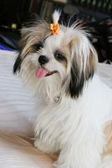 Cute white puppy with a clip in its fur.
