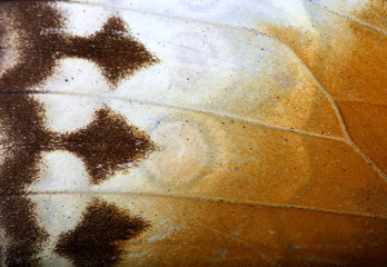 beautiful macro butterfly fly insect