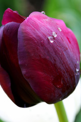 Fototapeta premium Tulips