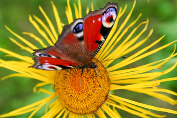Butterfly  on the  flower