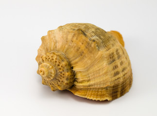 Sea shell on white background
