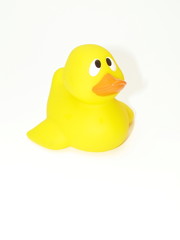 petit canard jaune