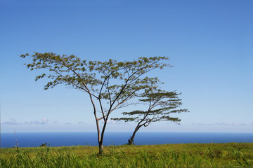Fototapeta na wymiar Two trees standing by the ocean on grass