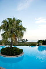 Fototapeta premium Palme am Pool