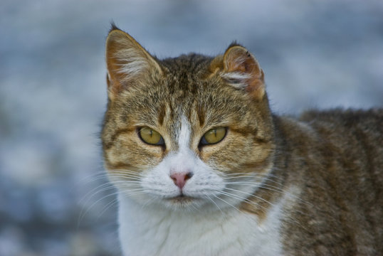 chat