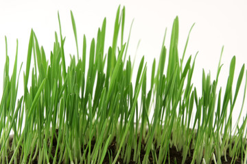 Fototapeta na wymiar Zielona trawa na białym