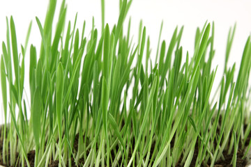 Fototapeta na wymiar Green grass over white