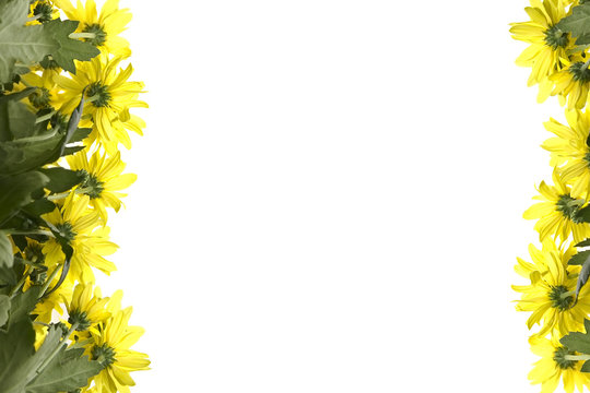 Big, yellow marguerites on a white background