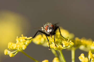 Musca