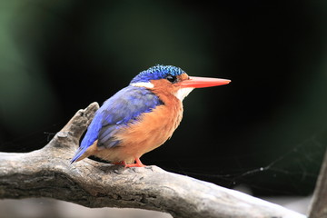 Malachite Kingfisher (Alcedo cristata)