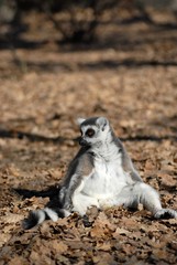 lémurien de Madagascar