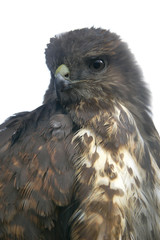 hawk head over white