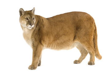 Puma (17 years) - Puma concolor