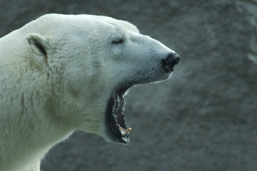 Obraz na płótnie Canvas ryk nied¼wiedzia polarnego