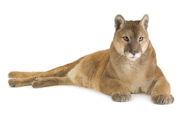 Puma (17 years) - Puma concolor © Eric Isselée