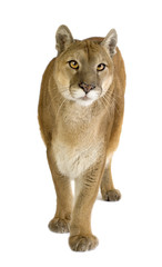 Obraz premium Puma (17 years) - Puma concolor