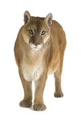 Puma (17 years) - Puma concolor