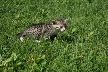 Naklejka na ściany i meble small kitty is playing in grass