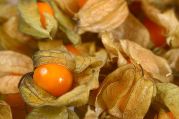 Physalis, studio shot