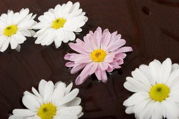 Obraz premium Daisies swimming in a bowl of water