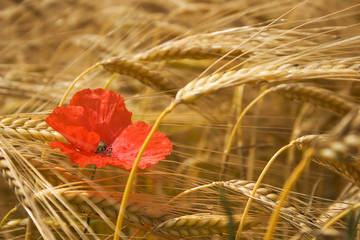 Poppy in the medium of a corn field in summer. © Christophe Baudot