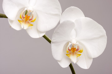 Fototapeta na wymiar Macro Orchid Flower Blossoms