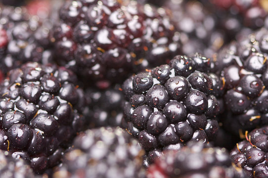 Macro Blackberries with Water Drops